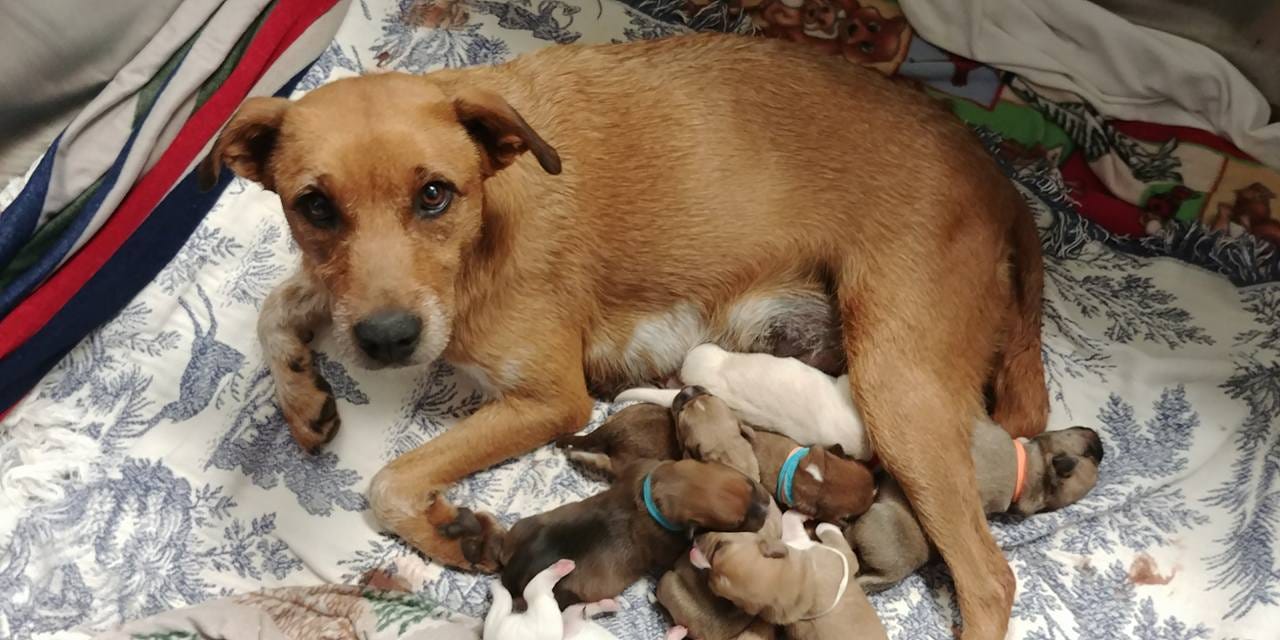 dyne for pregnant dogs